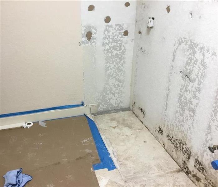 Mold growth caused by excess moisture and humidity