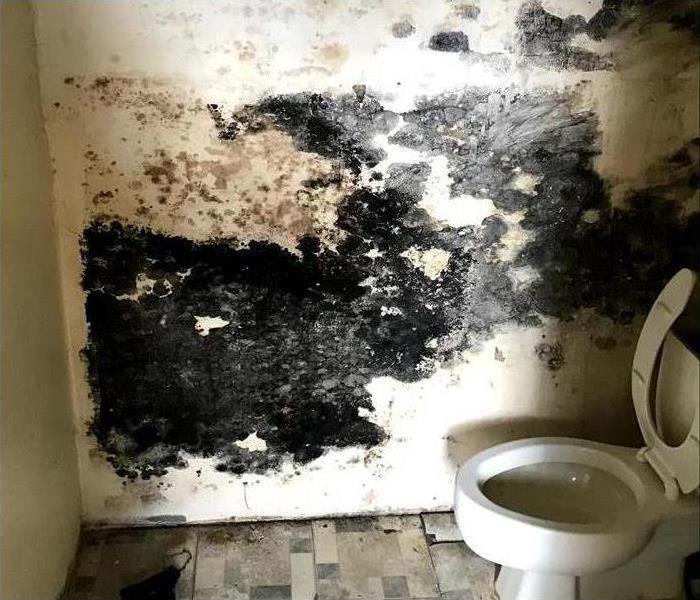 Mold Damage Found in a bathroom