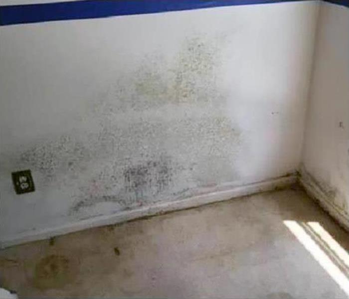 Mold on white wall.