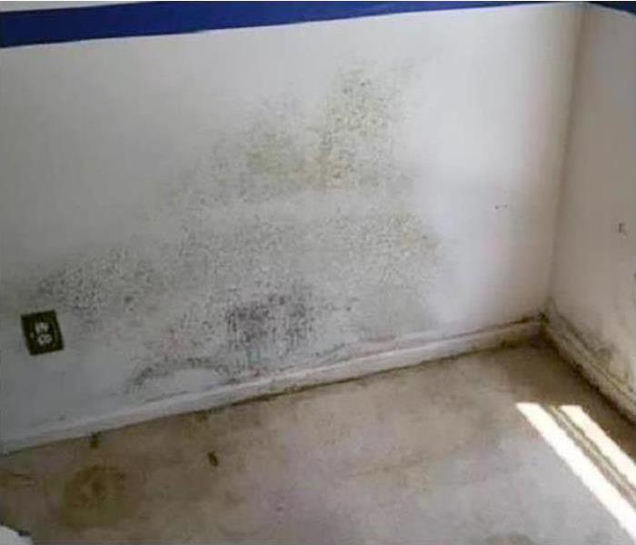 white wall with mold growth