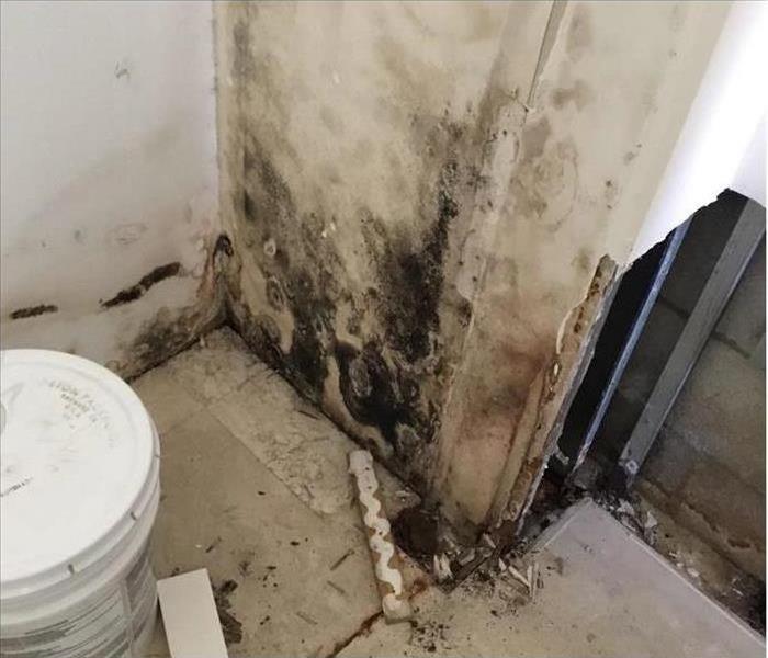 Mold in bathroom in Delray Beach, FL.